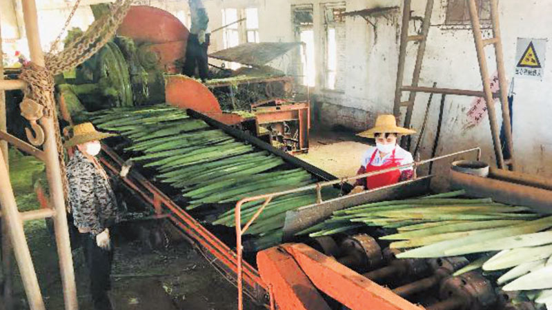 劍麻加工設備服務